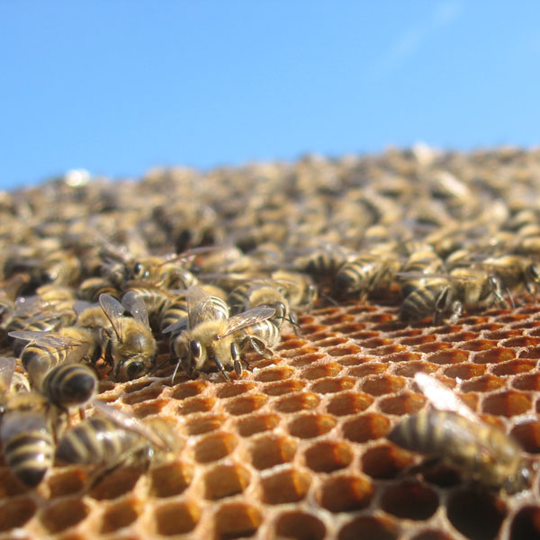 Bienen