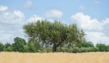 family-ebike-tour-labinci-cycle-croatia-ts2