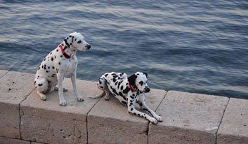 Bicycle Cruise Pearls of Dalmatia - Cycle Croatia