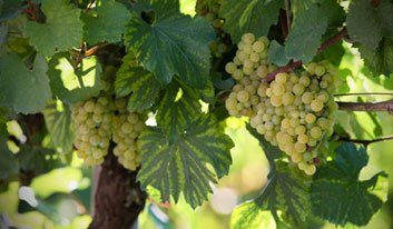 Labin gastro day bike tour from Rabac/Istria