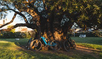 old olive tree and mountain bikes